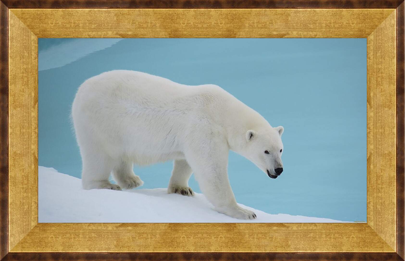 Картина в раме - Белый медведь