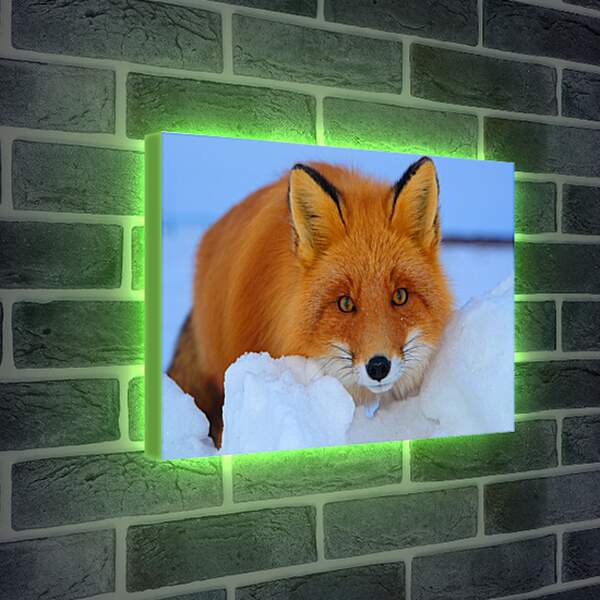 Лайтбокс световая панель - Лисица на снегу