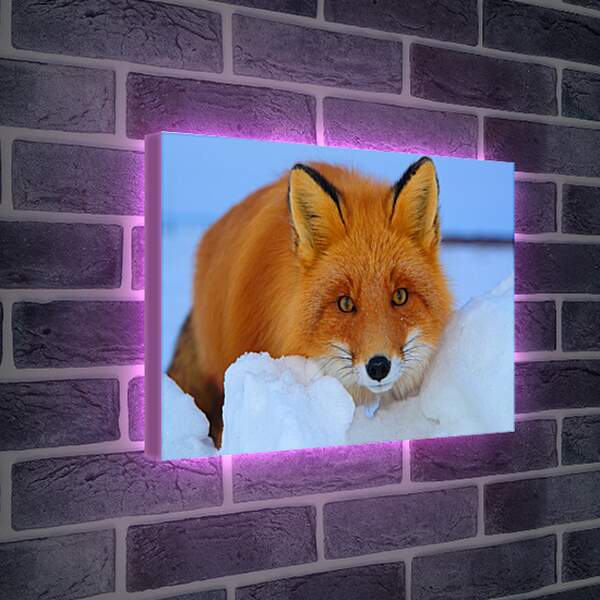 Лайтбокс световая панель - Лисица на снегу