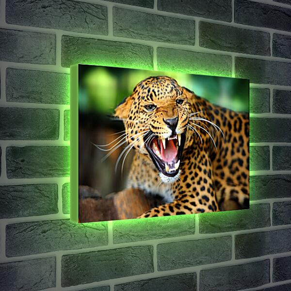 Лайтбокс световая панель - Леопард