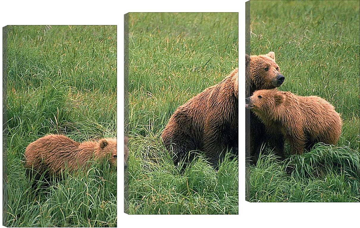 Модульная картина - Медведи