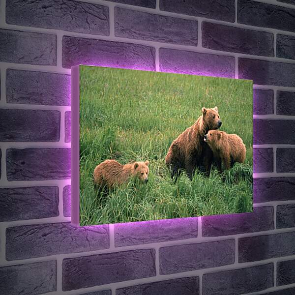 Лайтбокс световая панель - Медведи
