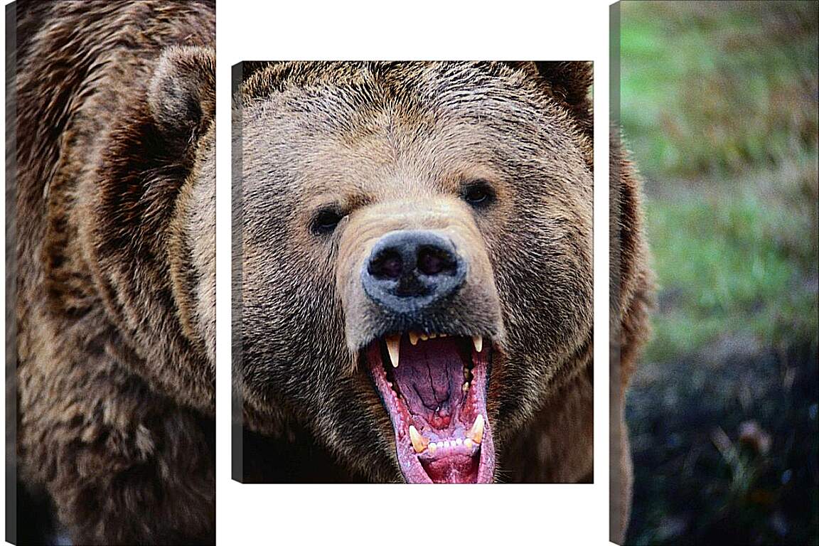 Модульная картина - Медведь