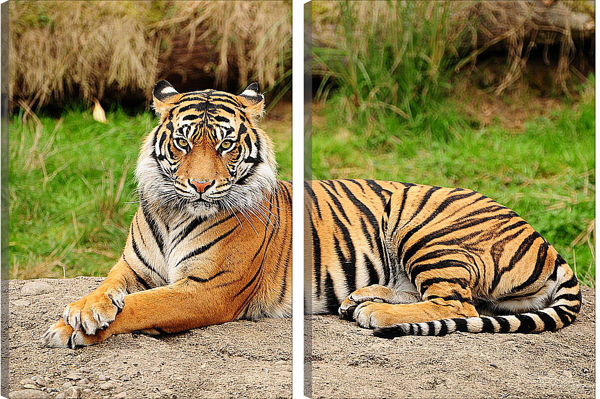 Модульная картина - Тигр
