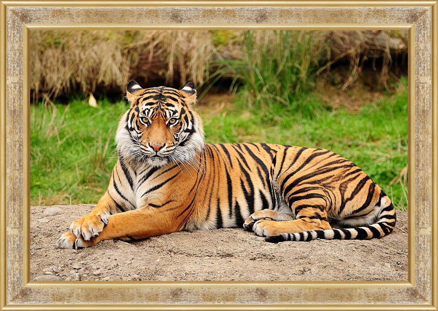 Картина в раме - Тигр
