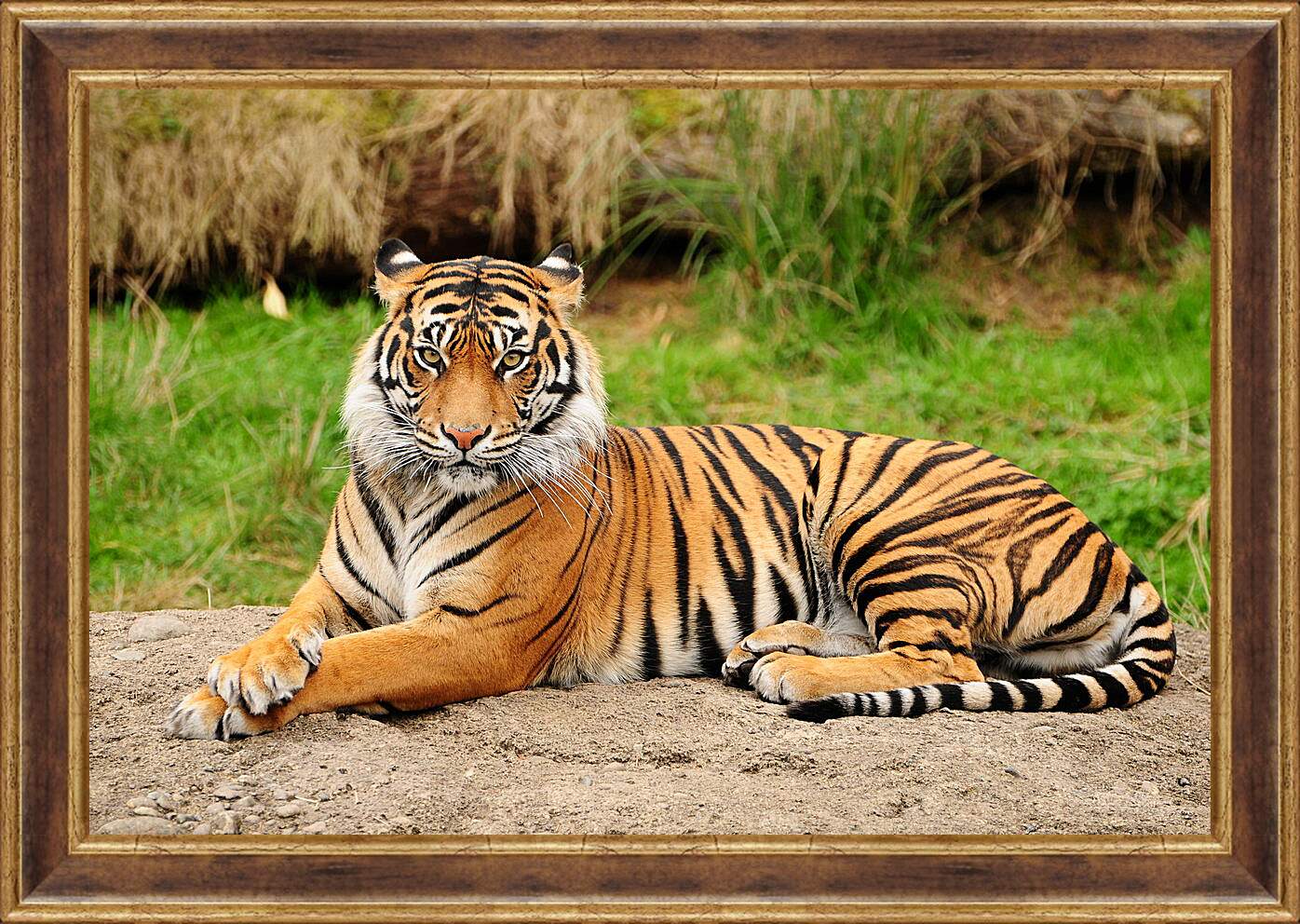 Картина в раме - Тигр
