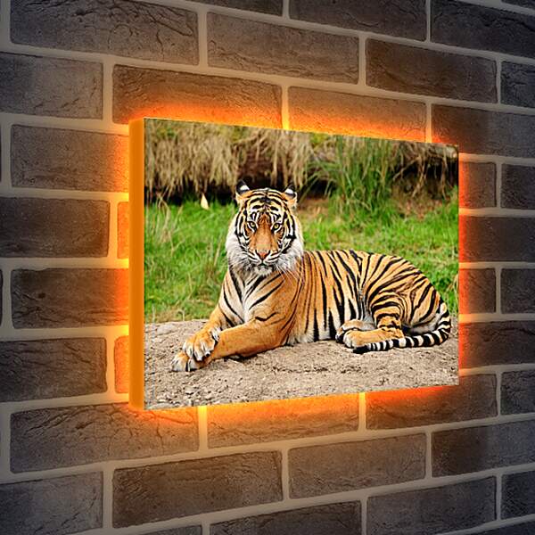 Лайтбокс световая панель - Тигр
