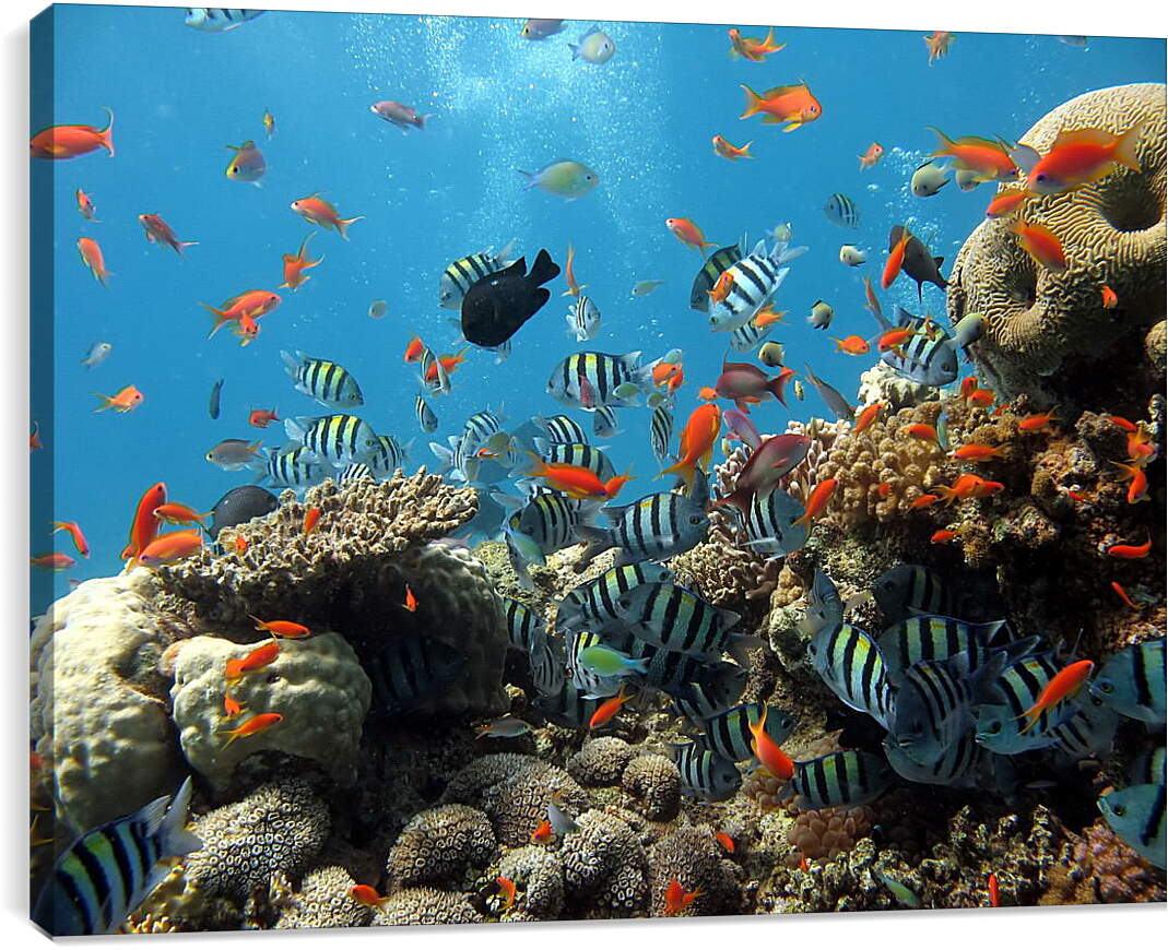 Постер и плакат - Морской риф
