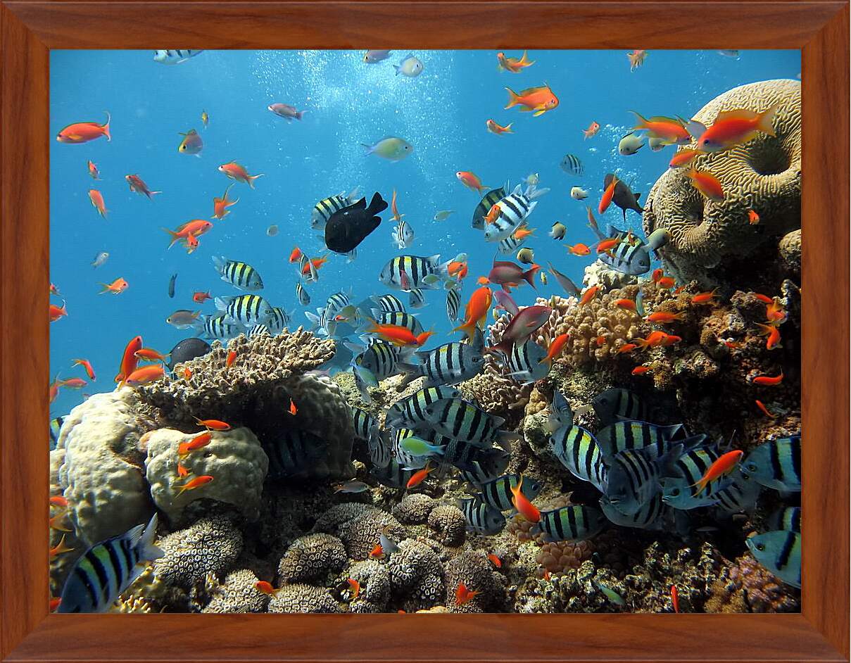 Картина в раме - Морской риф

