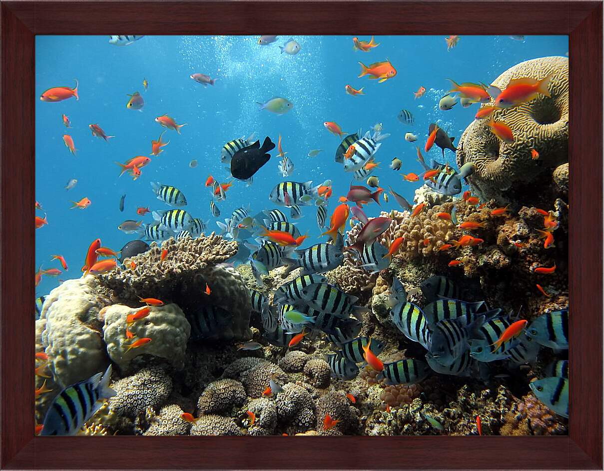 Картина в раме - Морской риф
