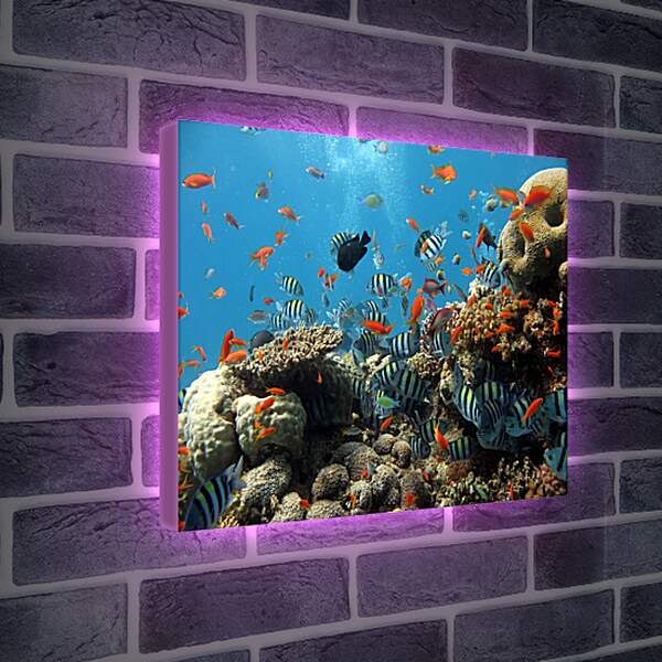 Лайтбокс световая панель - Морской риф
