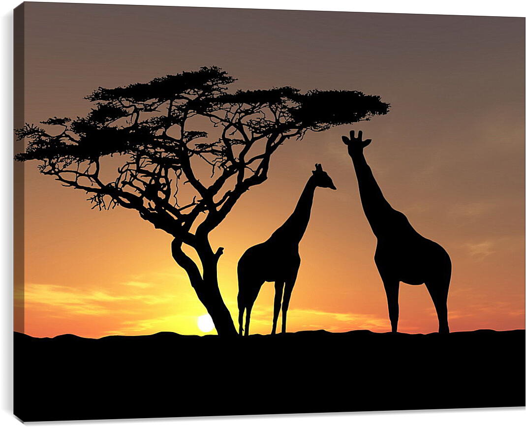 Постер и плакат - Пара жирафов на закате
