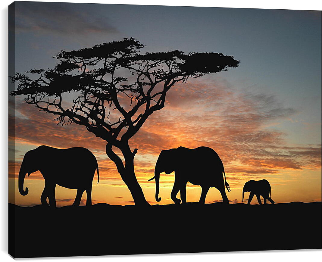 Постер и плакат - Семья слонов на закате
