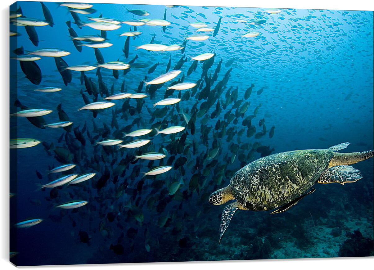 Постер и плакат - Морская черепаха
