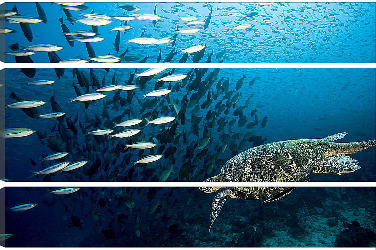 Модульная картина - Морская черепаха
