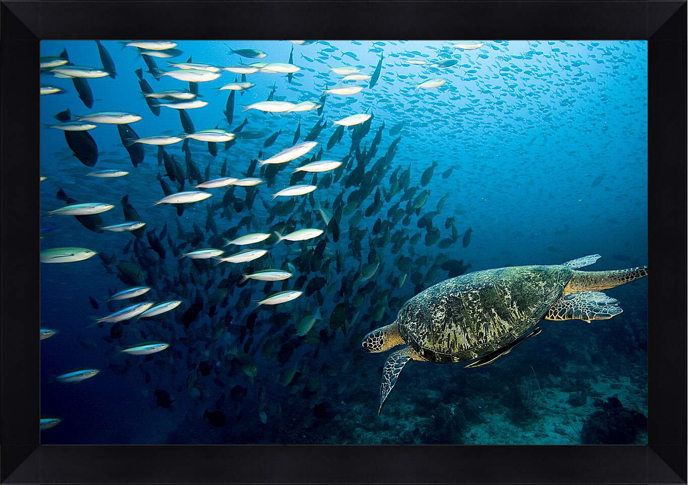 Картина в раме - Морская черепаха
