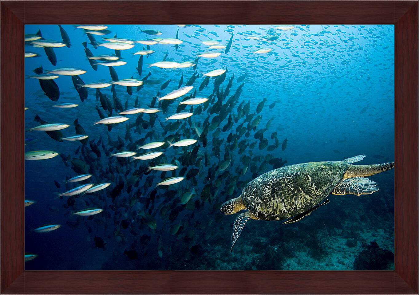 Картина в раме - Морская черепаха
