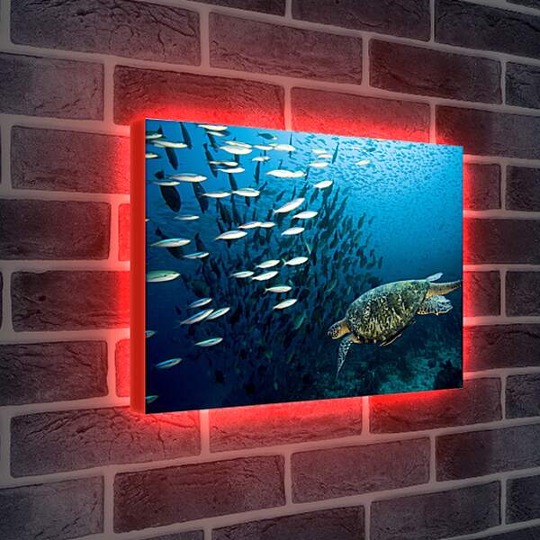 Лайтбокс световая панель - Морская черепаха
