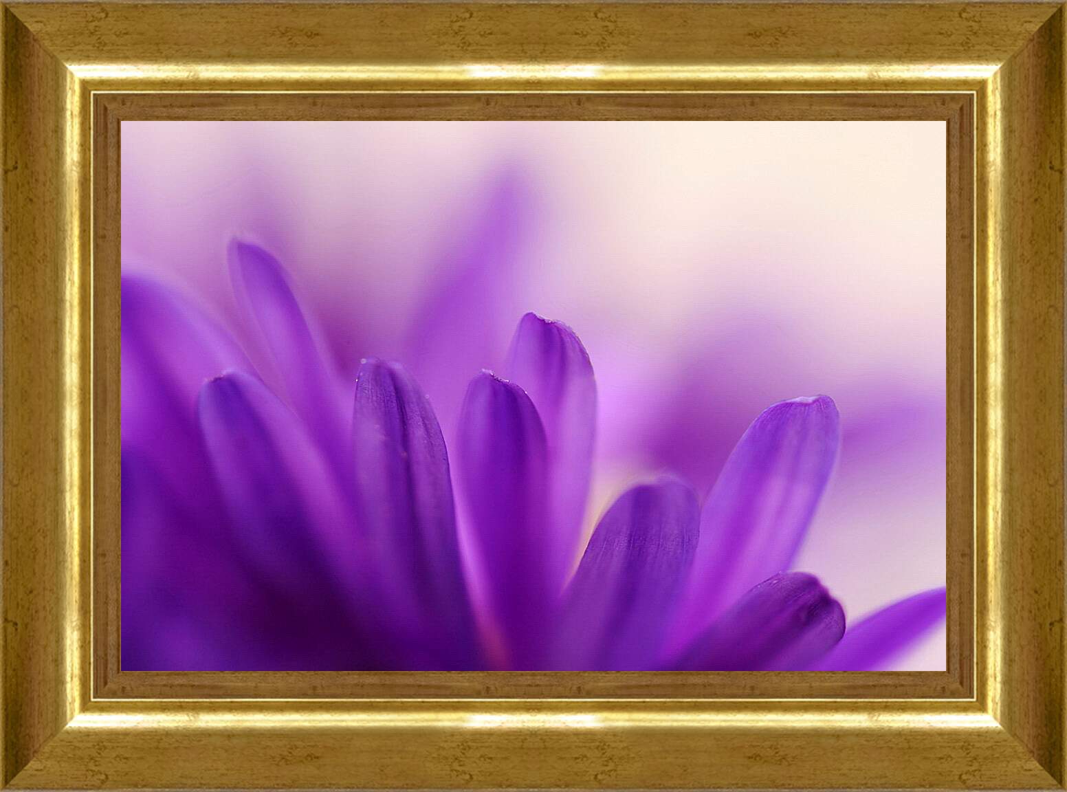 Картина в раме - Лепестки цветка
