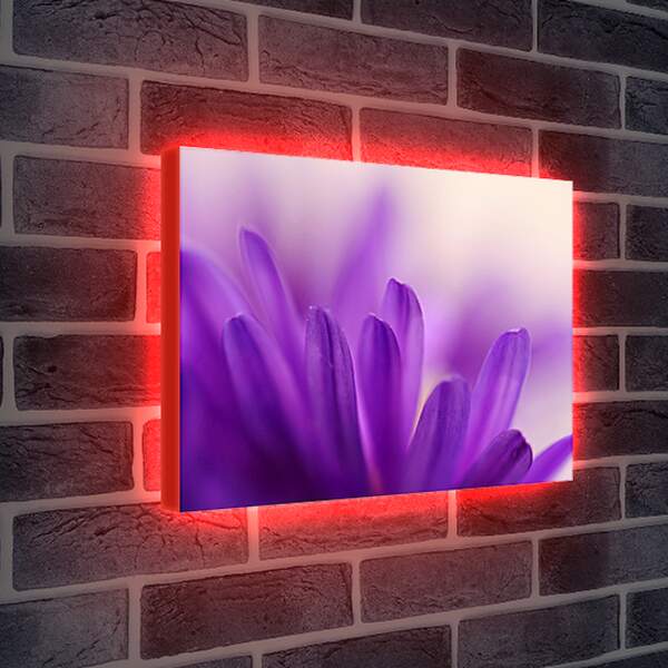 Лайтбокс световая панель - Лепестки цветка
