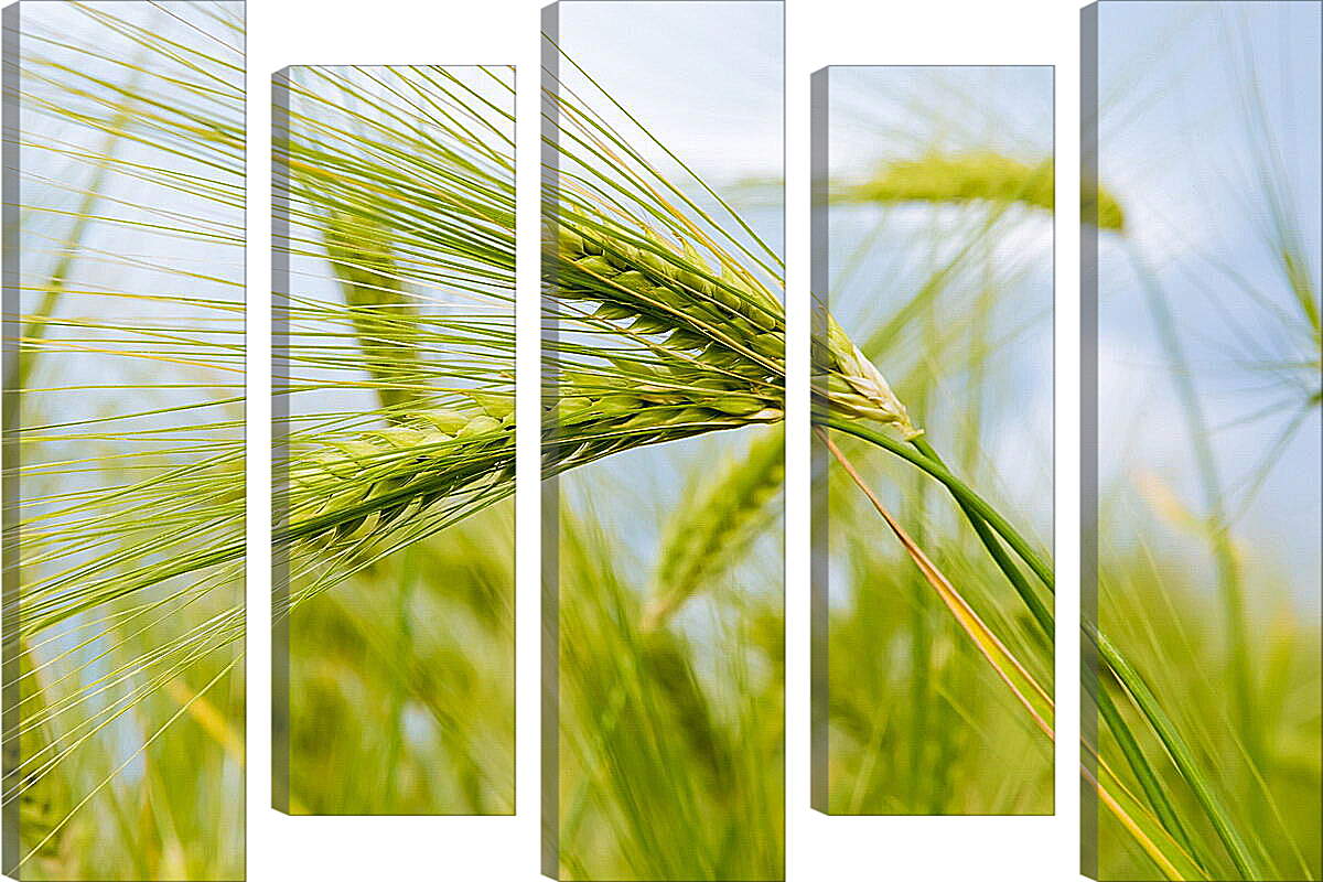 Модульная картина - Колоски пшеницы

