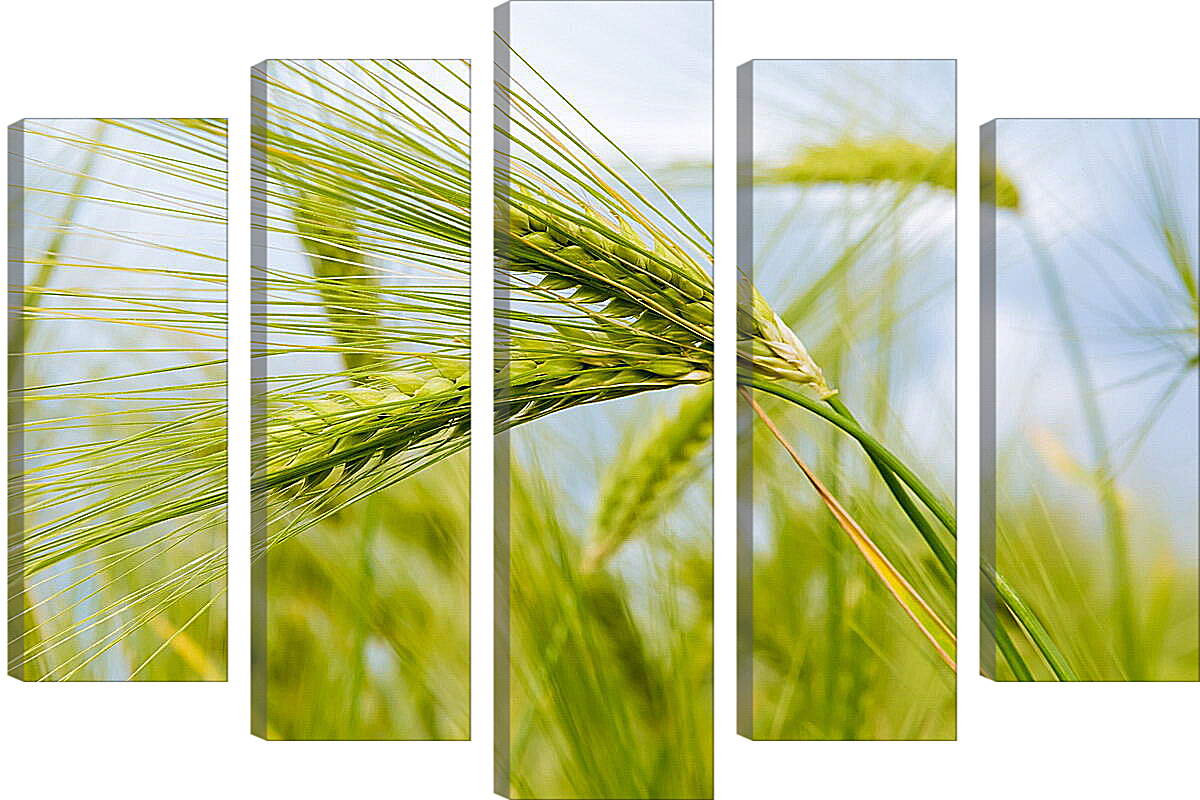 Модульная картина - Колоски пшеницы
