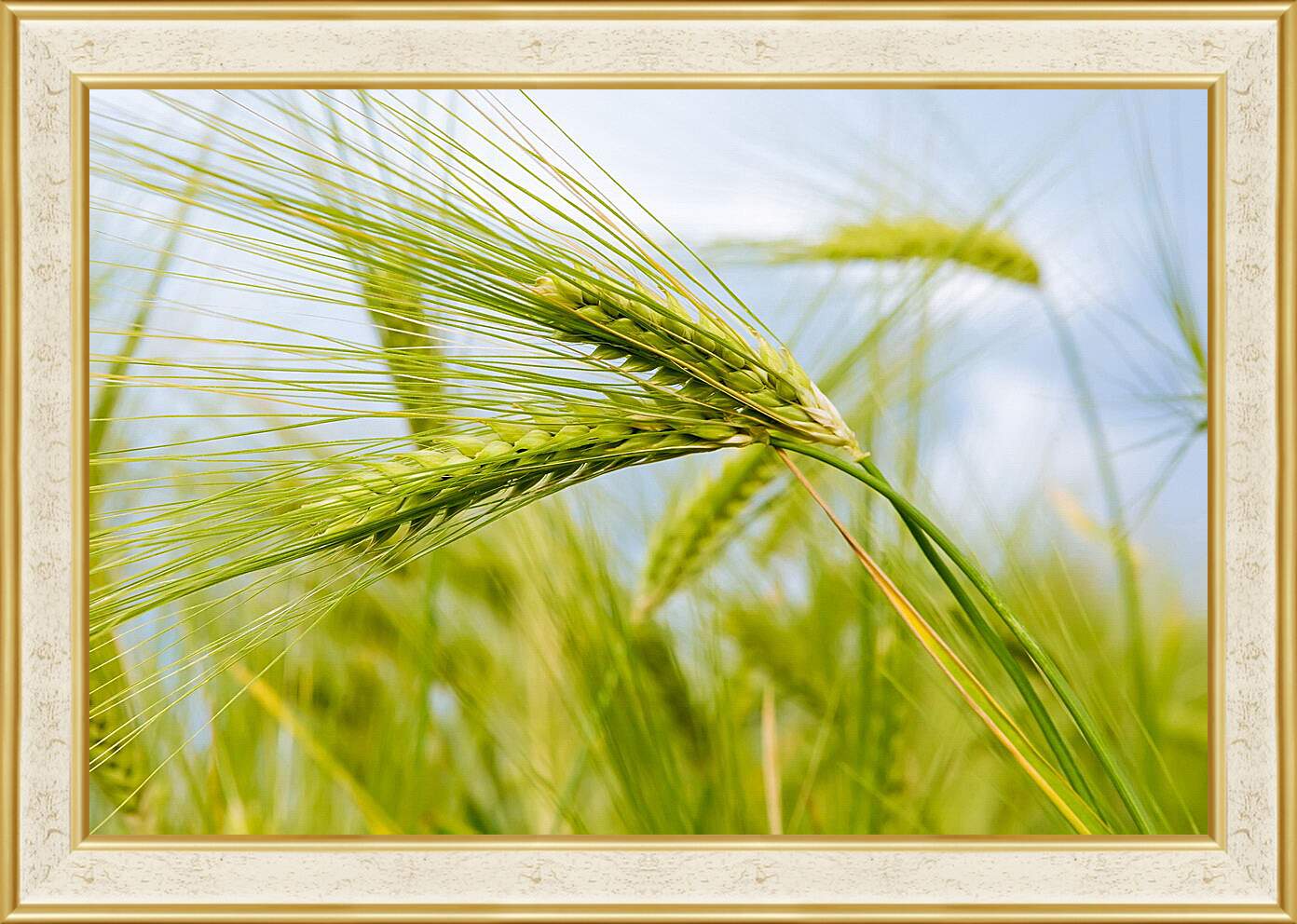 Картина в раме - Колоски пшеницы
