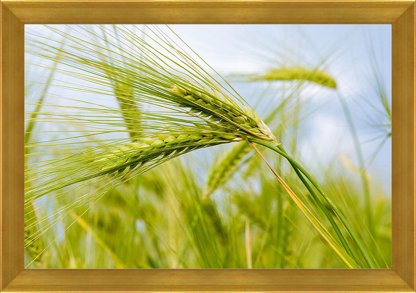 Картина в раме - Колоски пшеницы
