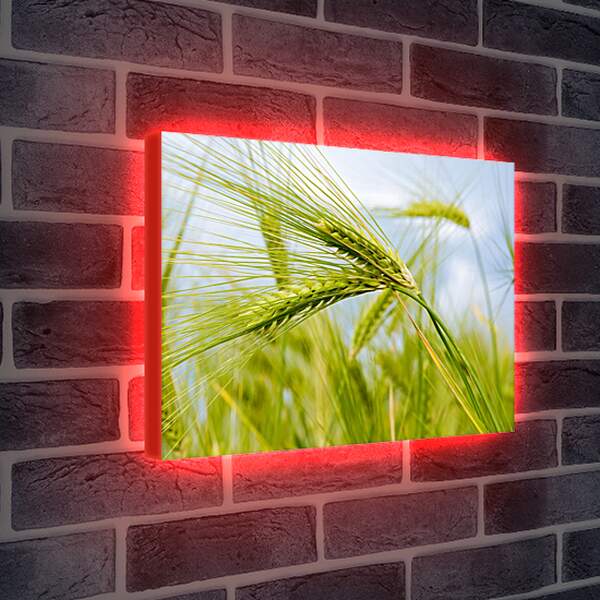 Лайтбокс световая панель - Колоски пшеницы
