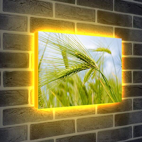 Лайтбокс световая панель - Колоски пшеницы
