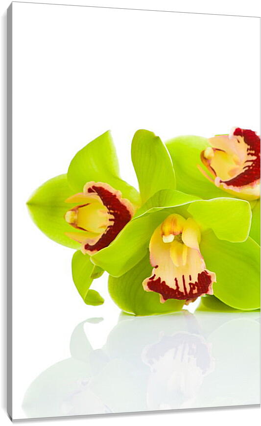 Постер и плакат - Орхидеи
