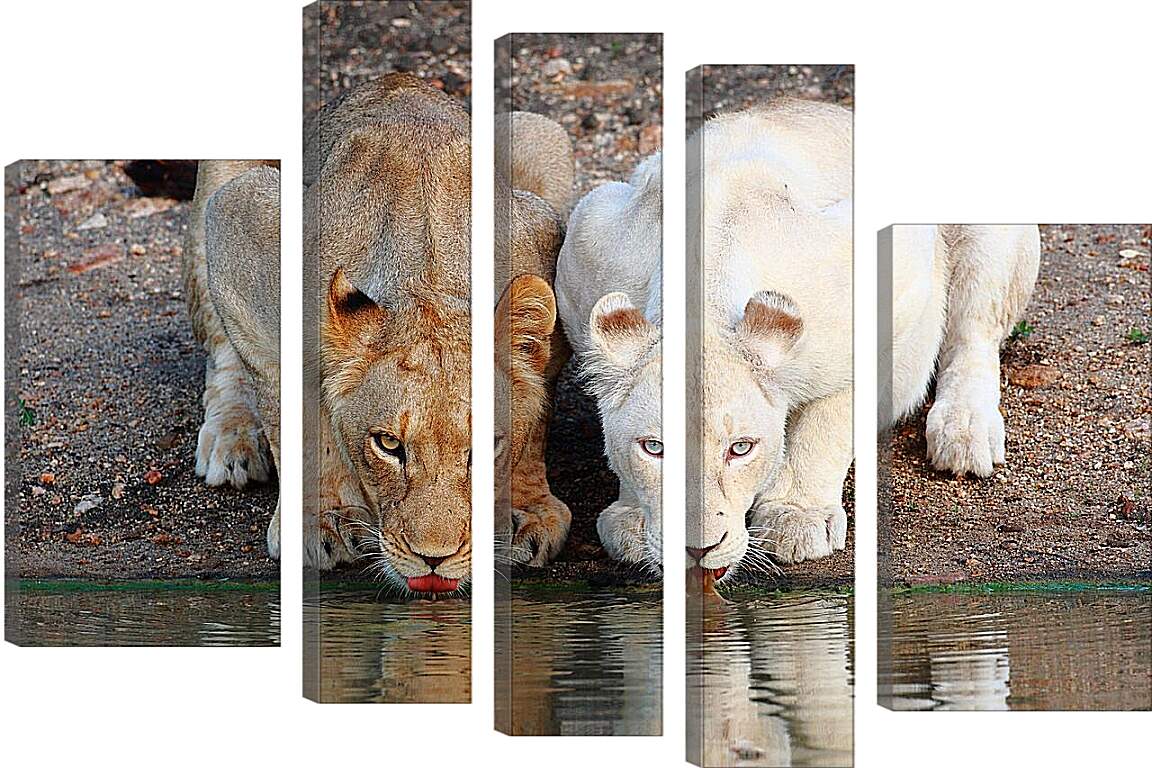 Модульная картина - Белый лев