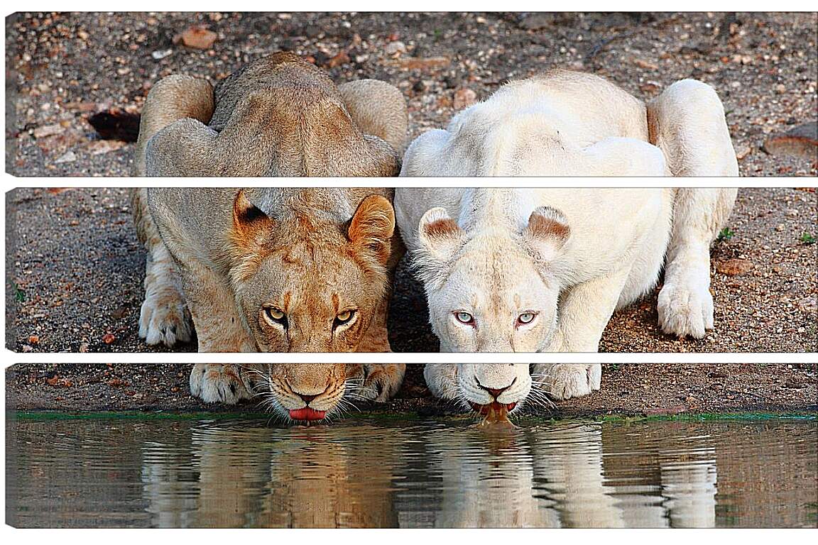 Модульная картина - Белый лев