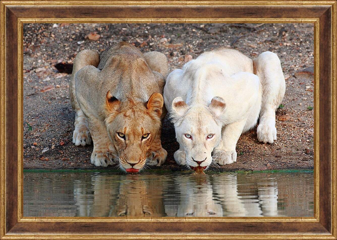 Картина в раме - Белый лев