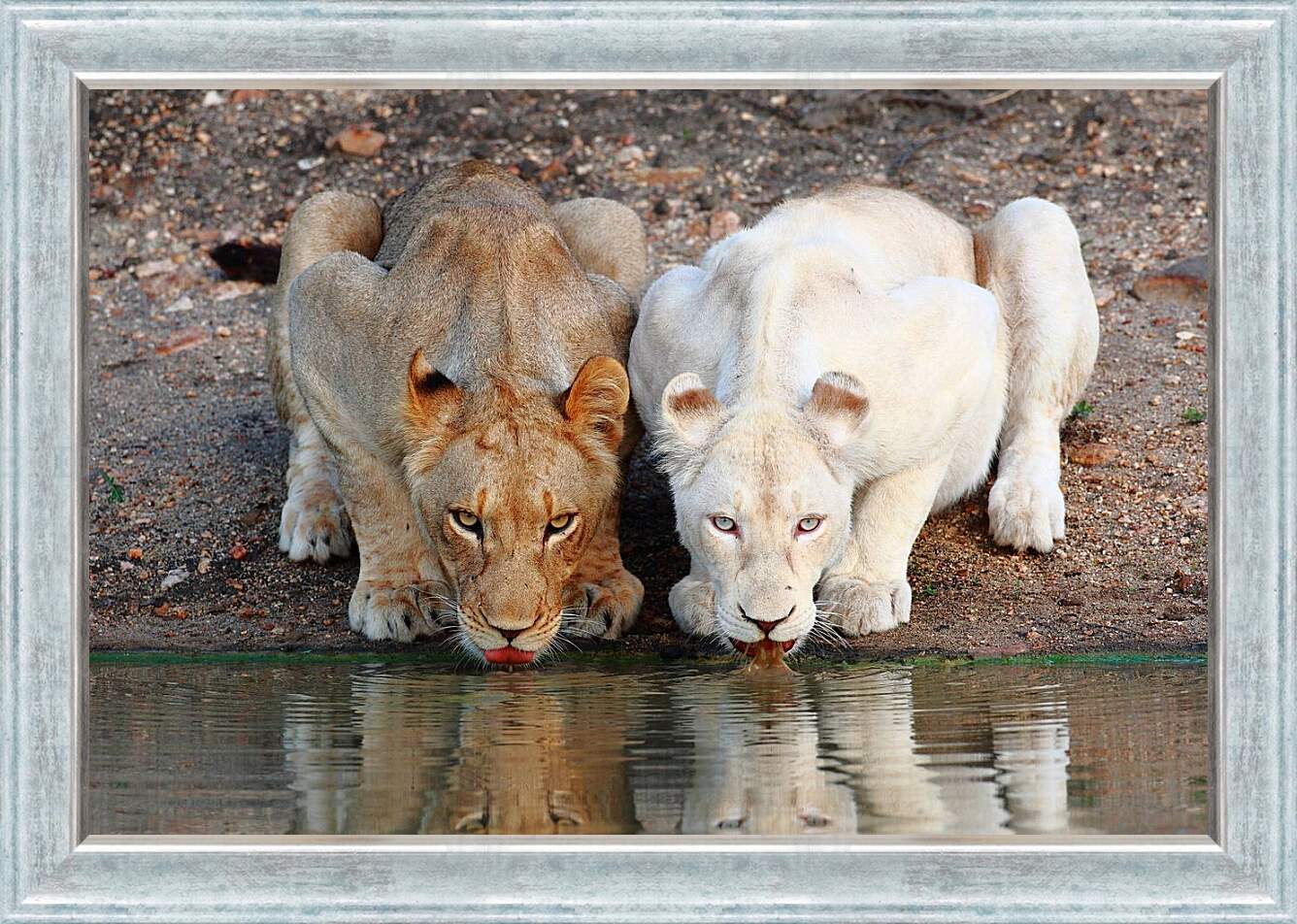 Картина в раме - Белый лев