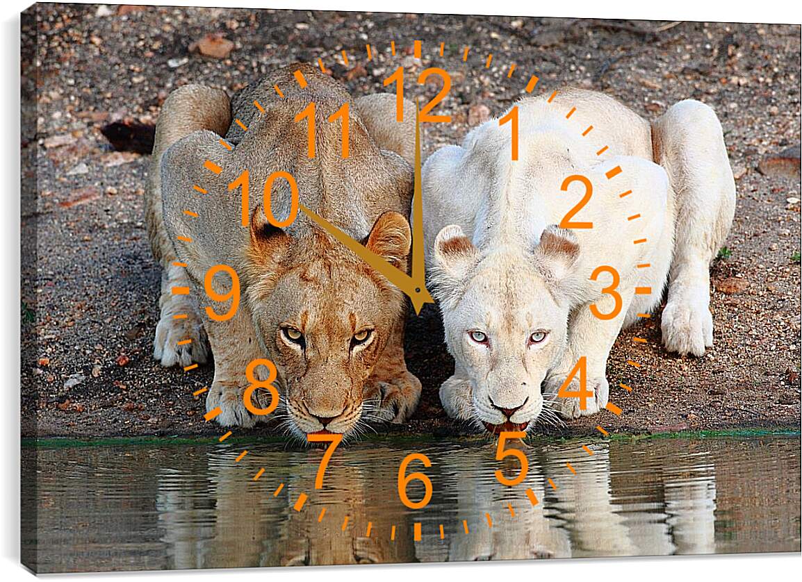 Часы картина - Белый лев