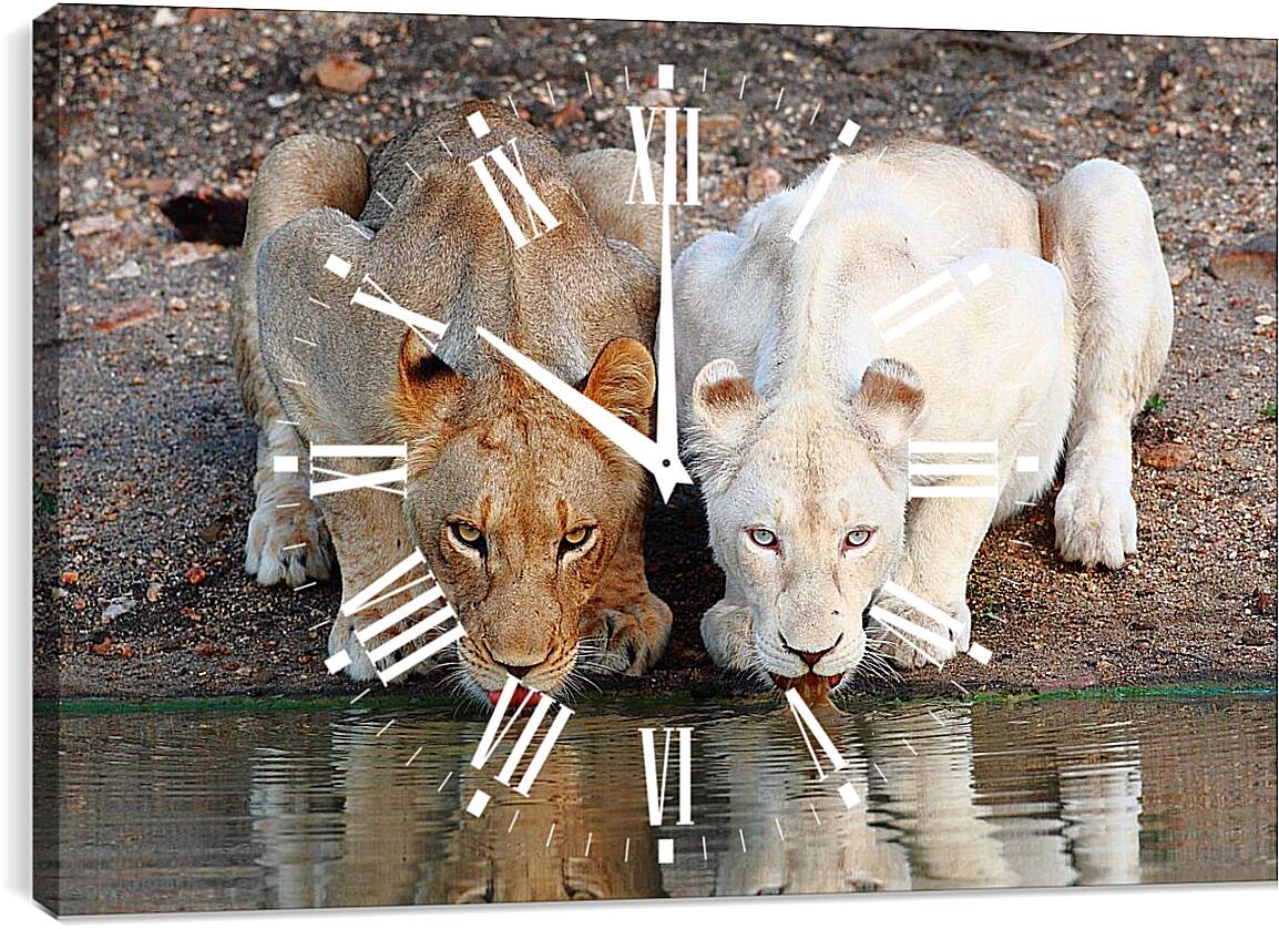Часы картина - Белый лев