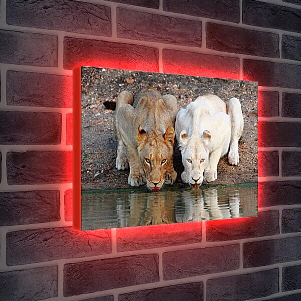 Лайтбокс световая панель - Белый лев