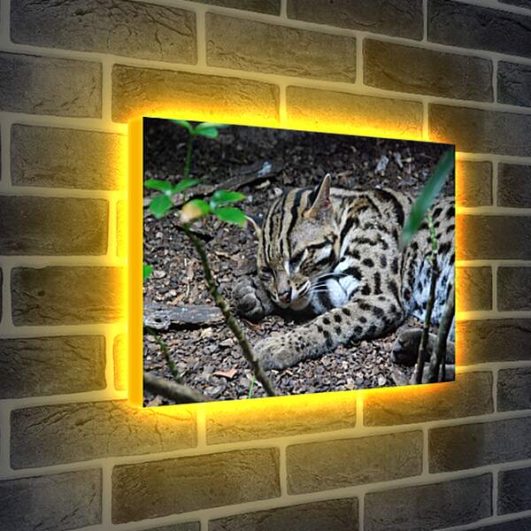 Лайтбокс световая панель - Дикая кошка