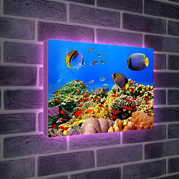 Лайтбокс световая панель - Рыбы