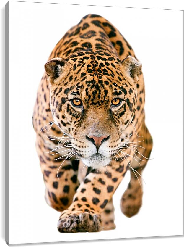 Постер и плакат - Леопард