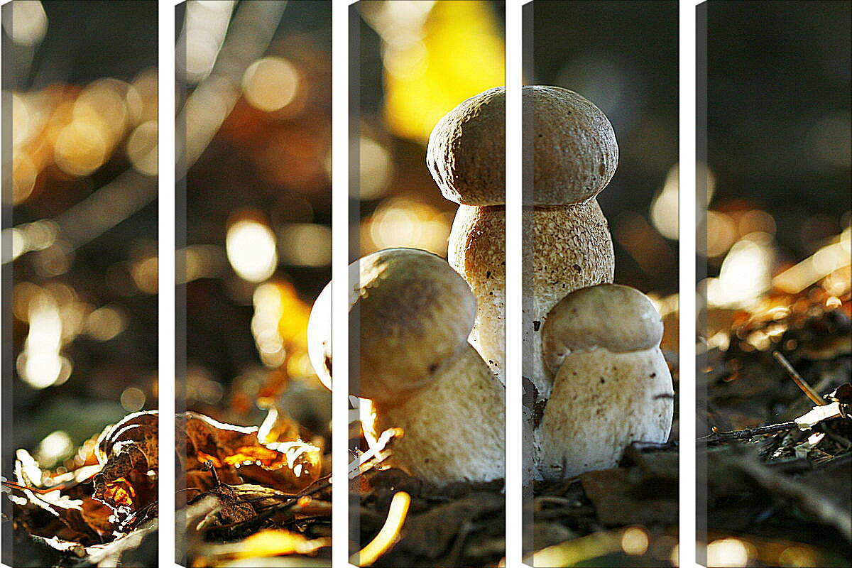 Модульная картина - Белые грибы
