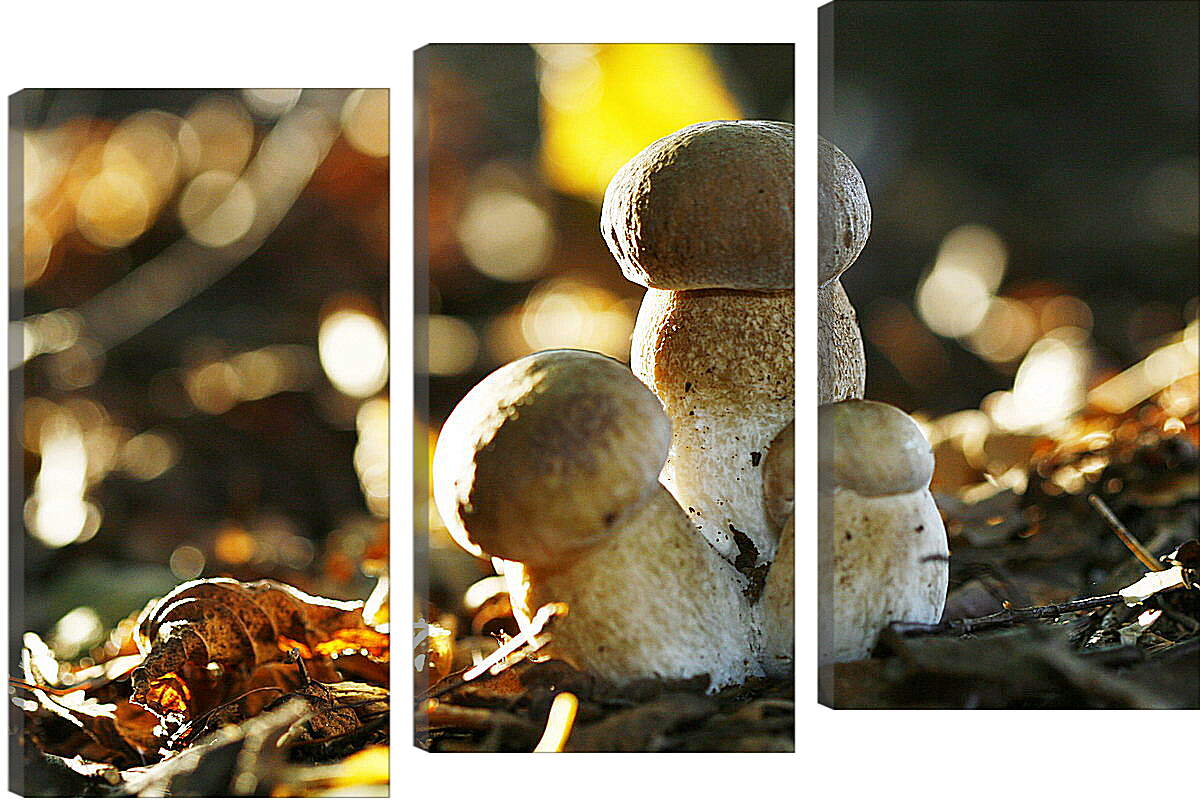 Модульная картина - Белые грибы
