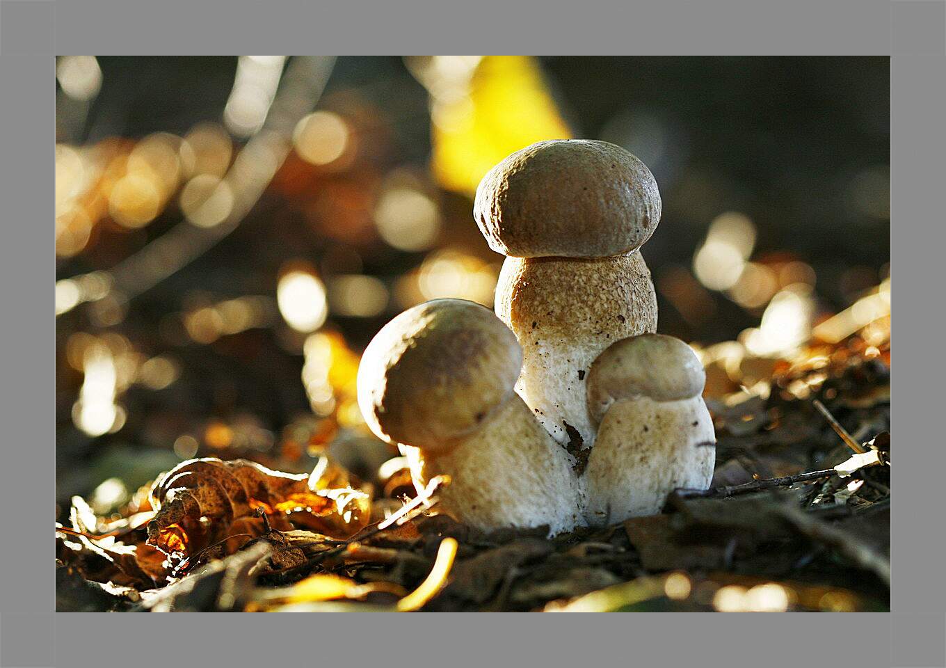 Картина в раме - Белые грибы
