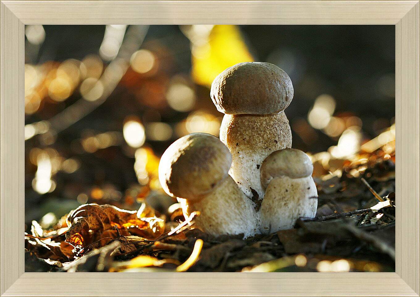 Картина в раме - Белые грибы
