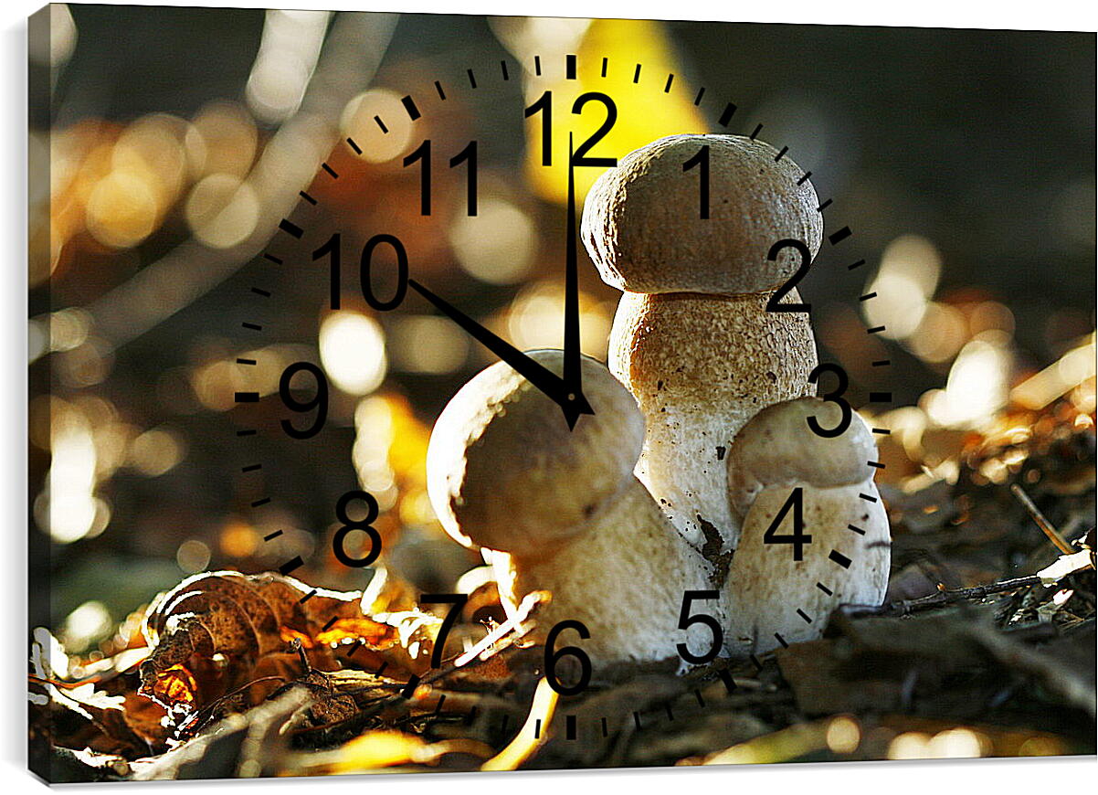 Часы картина - Белые грибы
