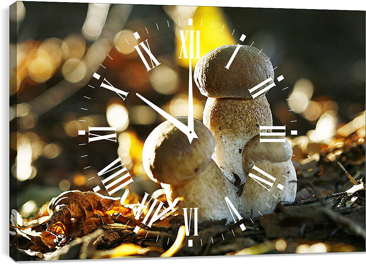 Часы картина - Белые грибы
