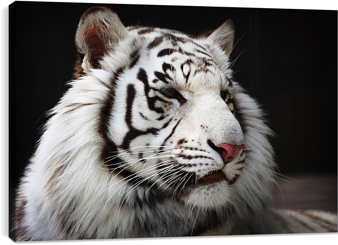 Постер и плакат - Белый тигр