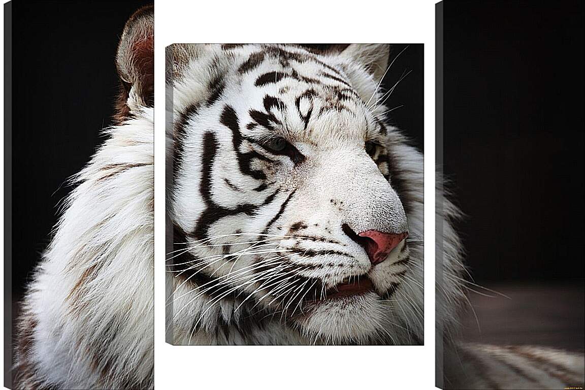 Модульная картина - Белый тигр