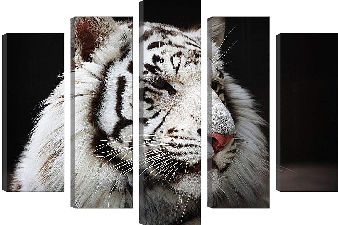 Модульная картина - Белый тигр